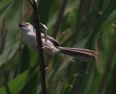 Prinia lepida