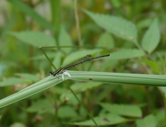 Platycnemis phyllopoda