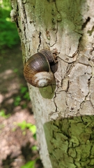 Helix pomatia