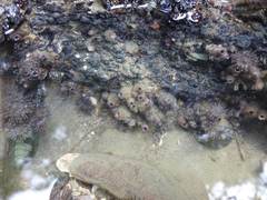 Styelidae