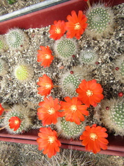 Aylostera fiebrigii