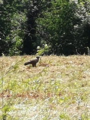 Buteo buteo
