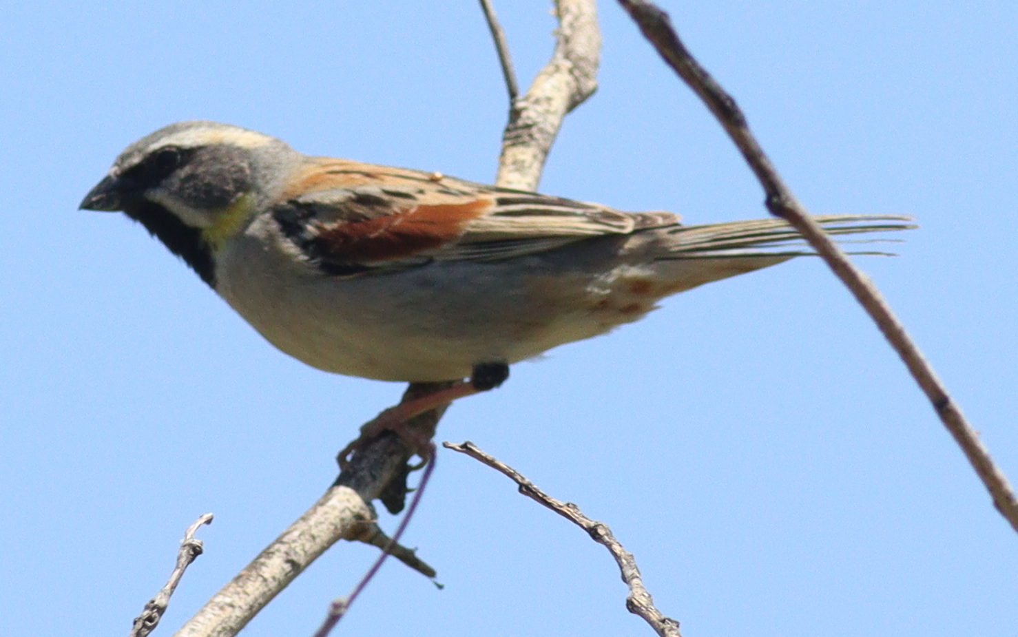 Dead Sea Sparrow (Passer moabiticus), photo 10