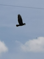 Buteo buteo