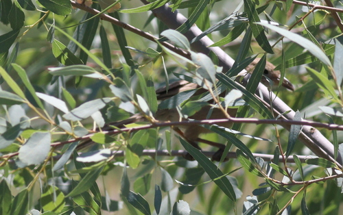 Iraq Babbler (Argya altirostris), photo 5