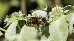 Bicyrtes insidiatrix