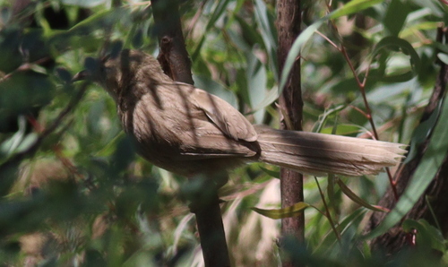 Iraq Babbler (Argya altirostris), photo 8