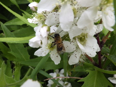 Andrena milwaukeensis