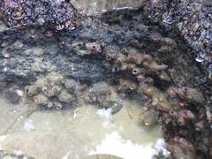 Styelidae