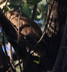 Otus brucei