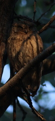 Otus brucei