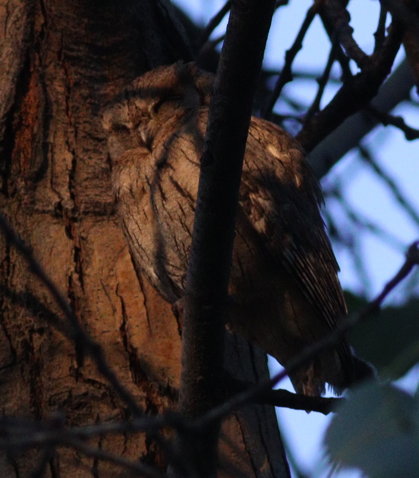Pallid Scops Owl (Otus brucei), photo 10