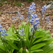 Scilla lilio-hyacinthus - Photo (c) raimon anglada, μερικά δικαιώματα διατηρούνται (CC BY-NC), uploaded by raimon anglada