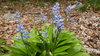 Pyrenean Squill - Photo (c) raimon anglada, some rights reserved (CC BY-NC), uploaded by raimon anglada