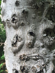 Cryptococcus fagisuga