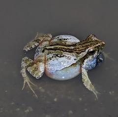 Physalaemus cuvieri