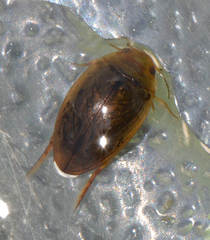 Laccophilus biguttatus