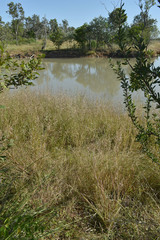 Eragrostis schultzii