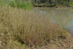 Eragrostis schultzii