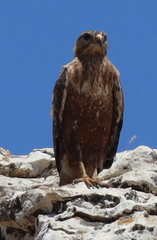 Buteo rufinus