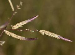 Eragrostis schultzii