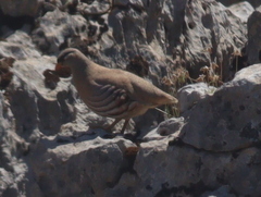 Ammoperdix griseogularis