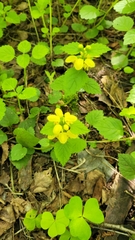 Lamium galeobdolon