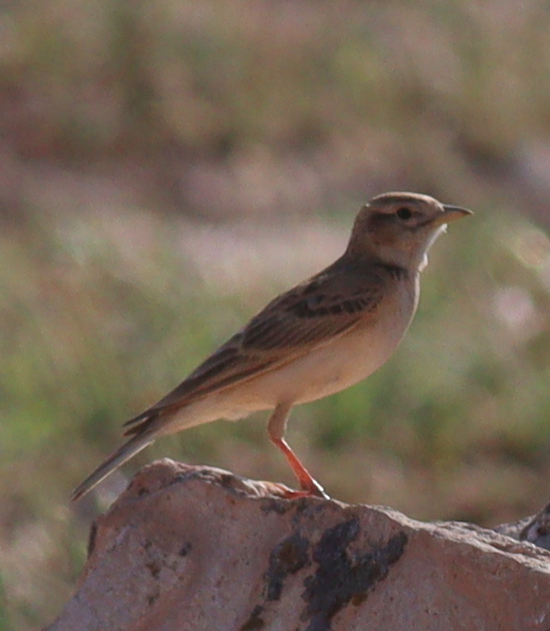 Greater Short-toed Lark