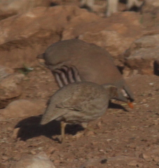 Ammoperdix griseogularis