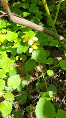 Lamium galeobdolon