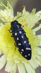 Acmaeodera octodecimguttata