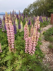 Lupinus × regalis