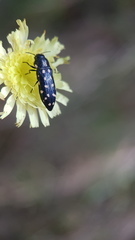 Acmaeodera octodecimguttata