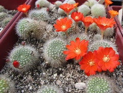 Aylostera fiebrigii