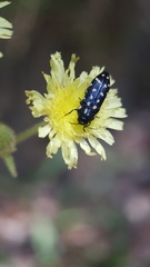 Acmaeodera octodecimguttata