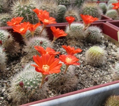 Aylostera fiebrigii