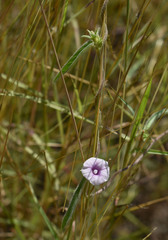 Ipomoea eriocarpa