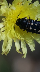 Acmaeodera octodecimguttata