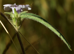 Ipomoea eriocarpa