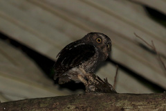 Otus manadensis