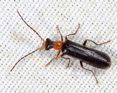 Dichelotarsus simplex