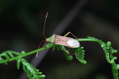 Homoeocerus walkeri