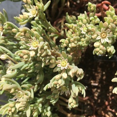Sedum hispanicum