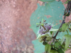 Passiflora sexflora