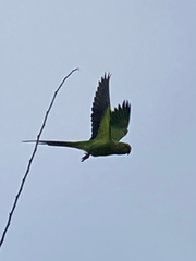 Psittacula krameri