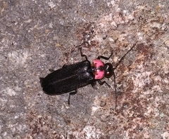 Nipponoluciola cruciata