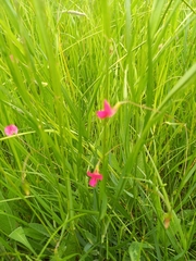 Lathyrus nissolia