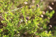 Felicia hyssopifolia