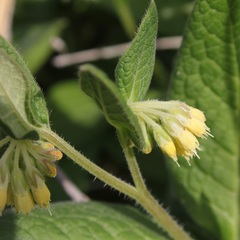 Symphytum bulbosum
