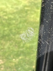 Hydrodictyon reticulatum